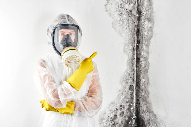 Environmental Consulting for Mold Prevention in Altamont, TN